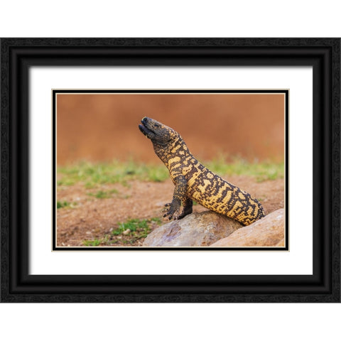 Gila monster drinking water Black Ornate Wood Framed Art Print with Double Matting by Archer, Ken