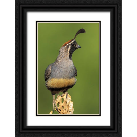 Gambels quail Black Ornate Wood Framed Art Print with Double Matting by Archer, Ken
