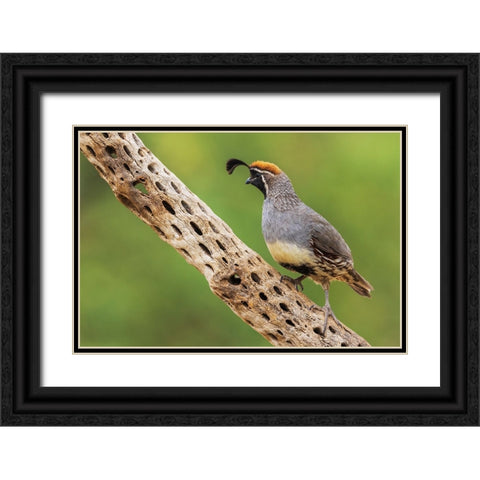 Male Gambels quail Black Ornate Wood Framed Art Print with Double Matting by Archer, Ken