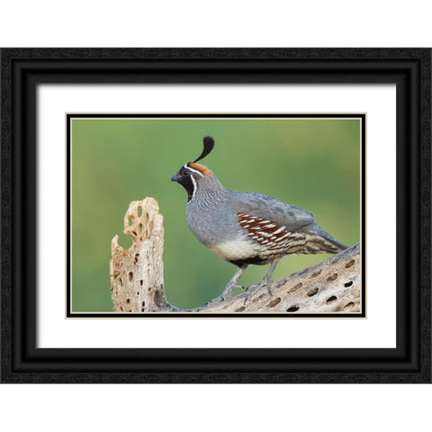 Male Gambels quail Black Ornate Wood Framed Art Print with Double Matting by Archer, Ken