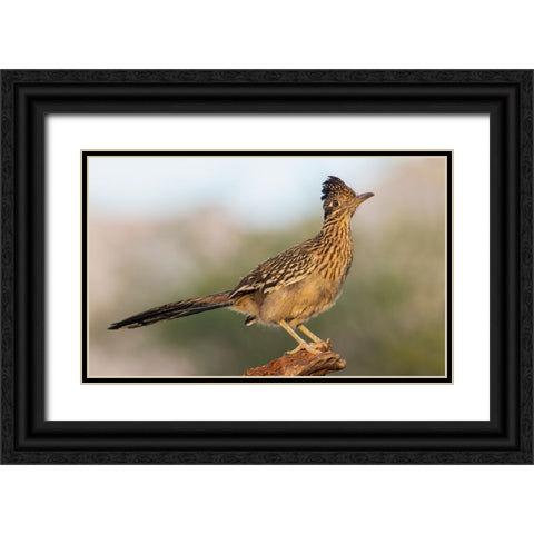 Greater roadrunner Black Ornate Wood Framed Art Print with Double Matting by Archer, Ken