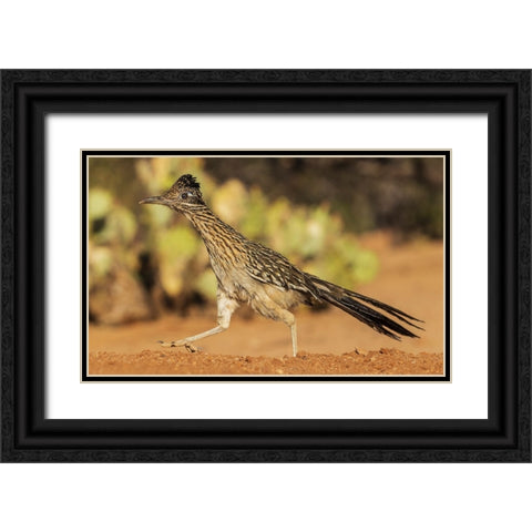 Greater roadrunner on the go Black Ornate Wood Framed Art Print with Double Matting by Archer, Ken