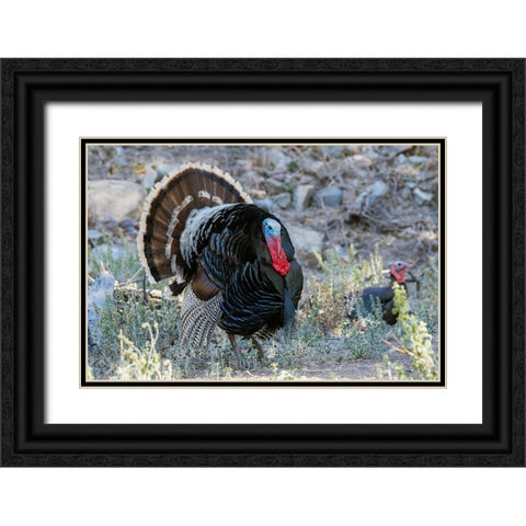 Merriams turkey courtship display Black Ornate Wood Framed Art Print with Double Matting by Archer, Ken