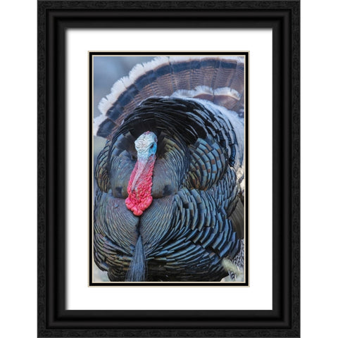 Merriams turkey close-up Black Ornate Wood Framed Art Print with Double Matting by Archer, Ken