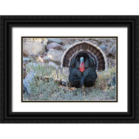 Merriams turkey courtship display Black Ornate Wood Framed Art Print with Double Matting by Archer, Ken