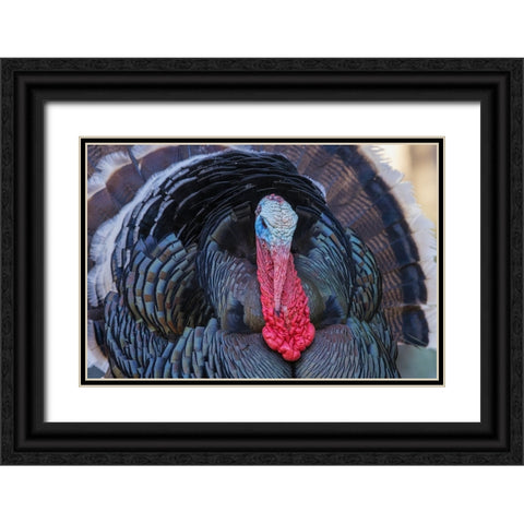Merriams turkey courtship display Black Ornate Wood Framed Art Print with Double Matting by Archer, Ken