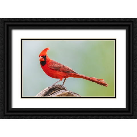 Northern cardinal Black Ornate Wood Framed Art Print with Double Matting by Archer, Ken