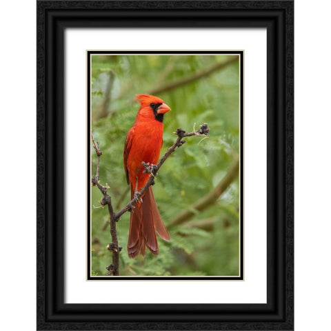 Northern cardinal Black Ornate Wood Framed Art Print with Double Matting by Archer, Ken