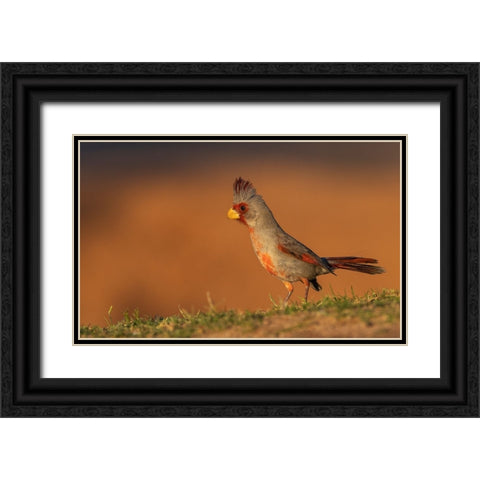 Male pyrrhuloxia Black Ornate Wood Framed Art Print with Double Matting by Archer, Ken