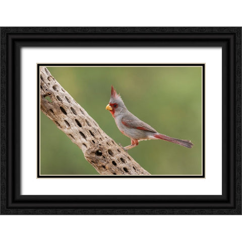 Male pyrrhuloxia Black Ornate Wood Framed Art Print with Double Matting by Archer, Ken