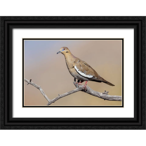 White-winged dove Black Ornate Wood Framed Art Print with Double Matting by Archer, Ken