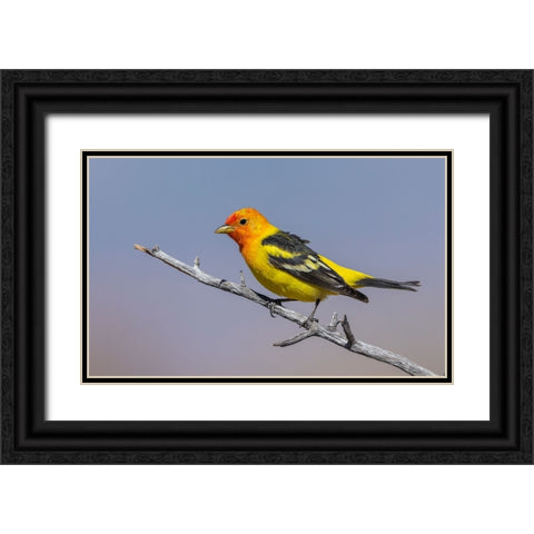Western tanager Black Ornate Wood Framed Art Print with Double Matting by Archer, Ken