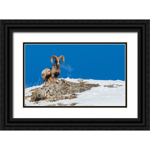 Bighorn sheep ram-frosty breath Black Ornate Wood Framed Art Print with Double Matting by Archer, Ken