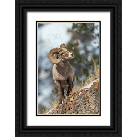 Bighorn sheep ram Black Ornate Wood Framed Art Print with Double Matting by Archer, Ken