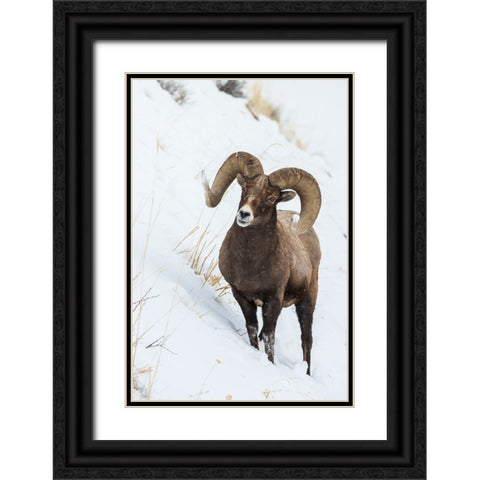 Bighorn sheep ram Black Ornate Wood Framed Art Print with Double Matting by Archer, Ken