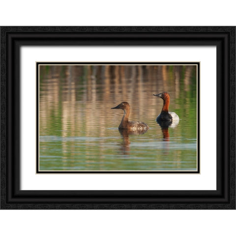 Canvasback pair Black Ornate Wood Framed Art Print with Double Matting by Archer, Ken