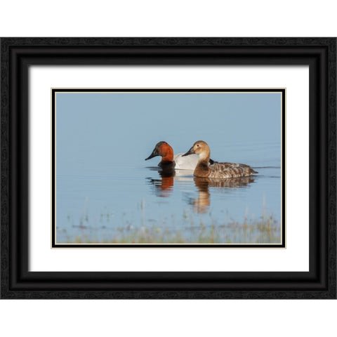 Canvasback pair Black Ornate Wood Framed Art Print with Double Matting by Archer, Ken