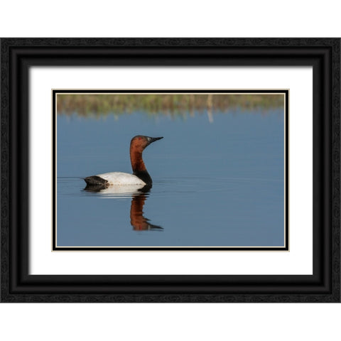 Canvasback drake Black Ornate Wood Framed Art Print with Double Matting by Archer, Ken