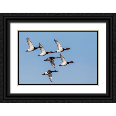 Canvasback flock-courtship flight Black Ornate Wood Framed Art Print with Double Matting by Archer, Ken