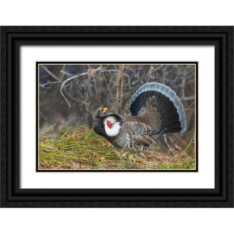 Dusky grouse-courtship display Black Ornate Wood Framed Art Print with Double Matting by Archer, Ken