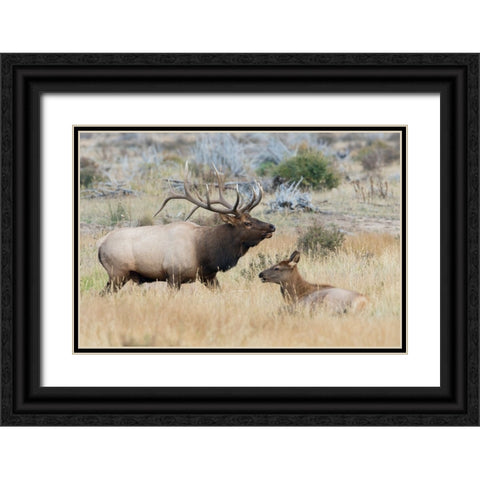 Bull elk patrolling Black Ornate Wood Framed Art Print with Double Matting by Archer, Ken