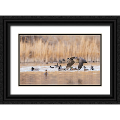 Canada goose taking flight Black Ornate Wood Framed Art Print with Double Matting by Archer, Ken