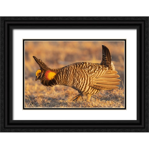 Greater prairie chickens-courtship display Black Ornate Wood Framed Art Print with Double Matting by Archer, Ken