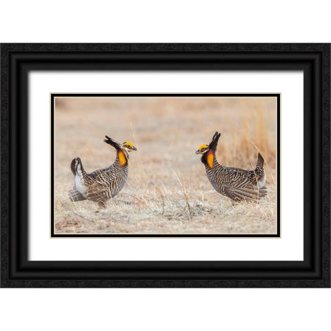 Greater prairie chickens-competing males Black Ornate Wood Framed Art Print with Double Matting by Archer, Ken