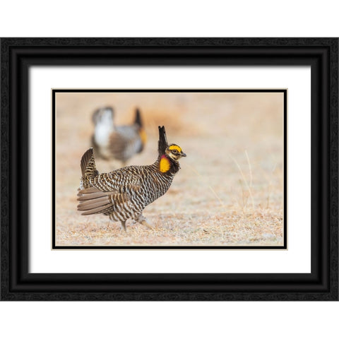 Greater prairie chickens-competing males Black Ornate Wood Framed Art Print with Double Matting by Archer, Ken