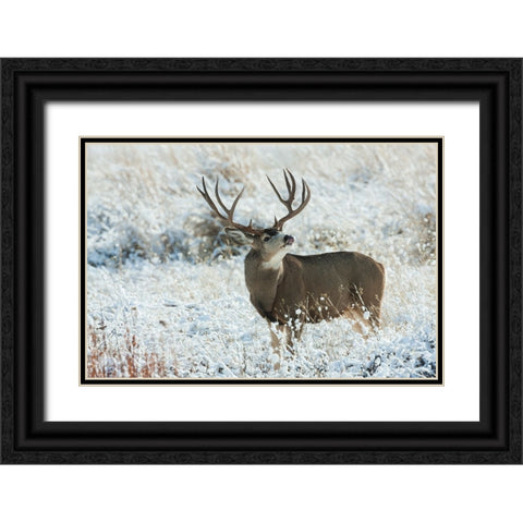 Mule Deer Buck Black Ornate Wood Framed Art Print with Double Matting by Archer, Ken