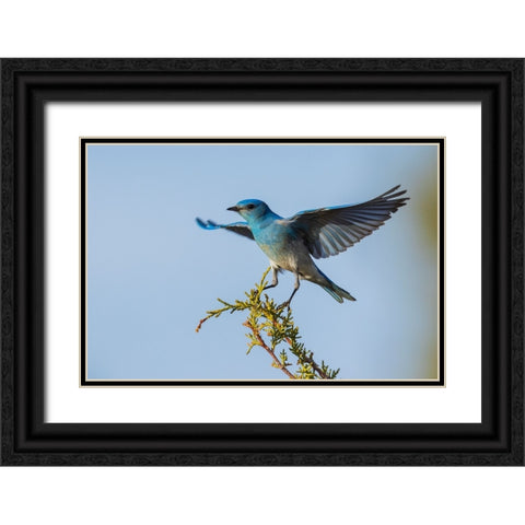 Mountain bluebird alighting Black Ornate Wood Framed Art Print with Double Matting by Archer, Ken