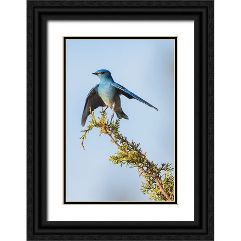 Mountain bluebird Black Ornate Wood Framed Art Print with Double Matting by Archer, Ken
