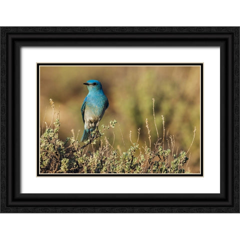 Male mountain bluebird Black Ornate Wood Framed Art Print with Double Matting by Archer, Ken