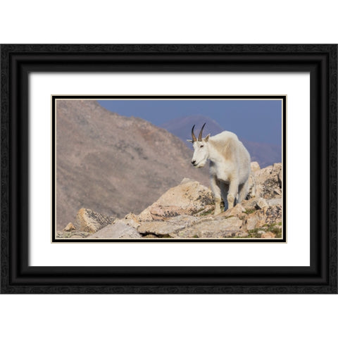 Mountain goat billy Black Ornate Wood Framed Art Print with Double Matting by Archer, Ken