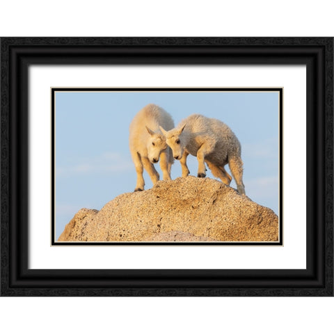 Mountain goat kids playing Black Ornate Wood Framed Art Print with Double Matting by Archer, Ken