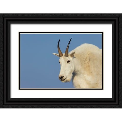 Mountain goat billy Black Ornate Wood Framed Art Print with Double Matting by Archer, Ken