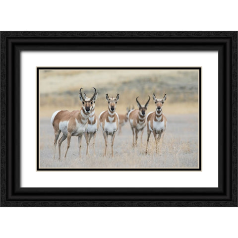 Pronghorns Black Ornate Wood Framed Art Print with Double Matting by Archer, Ken