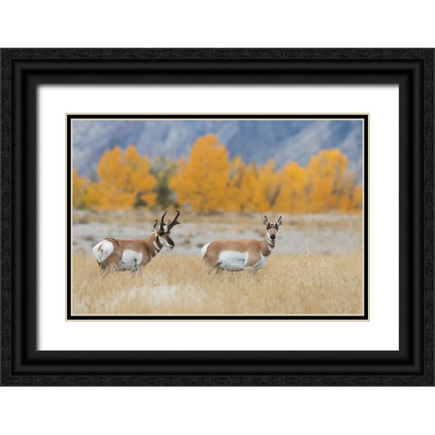 Pronghorn pair Black Ornate Wood Framed Art Print with Double Matting by Archer, Ken
