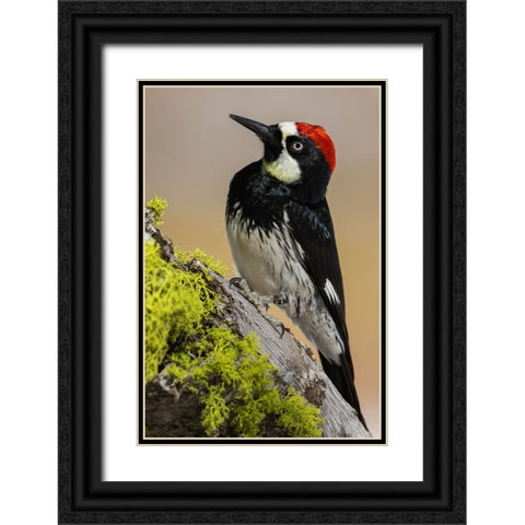 Acorn woodpecker Black Ornate Wood Framed Art Print with Double Matting by Archer, Ken