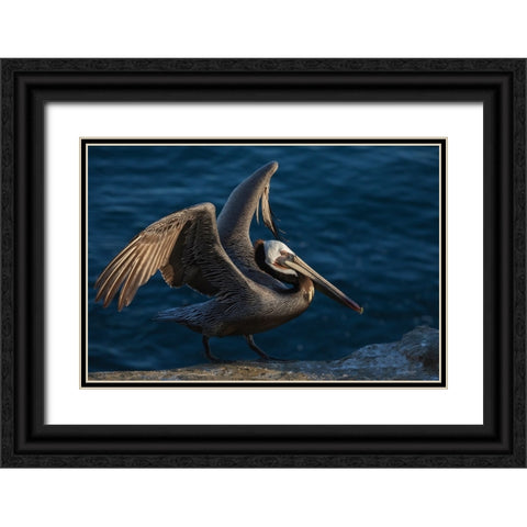 Brown pelican Black Ornate Wood Framed Art Print with Double Matting by Archer, Ken