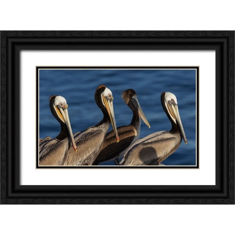 Brown pelican Black Ornate Wood Framed Art Print with Double Matting by Archer, Ken