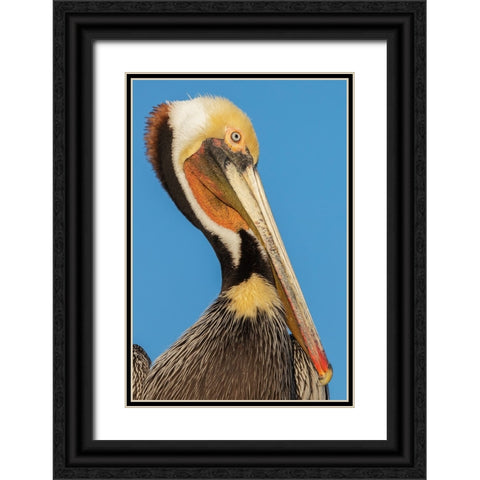 Brown pelican Black Ornate Wood Framed Art Print with Double Matting by Archer, Ken