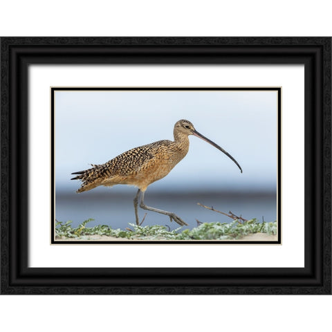 Long-billed curlews at the beach Black Ornate Wood Framed Art Print with Double Matting by Archer, Ken