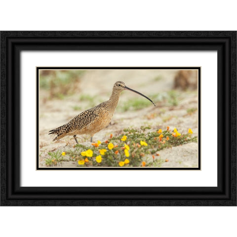 Long-billed curlew at the beach Black Ornate Wood Framed Art Print with Double Matting by Archer, Ken