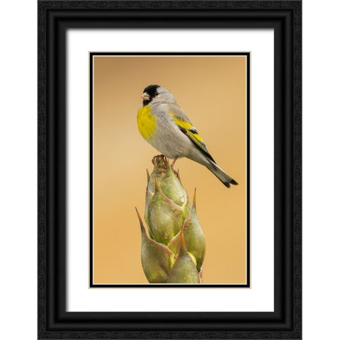 Lawrences goldfinch Black Ornate Wood Framed Art Print with Double Matting by Archer, Ken