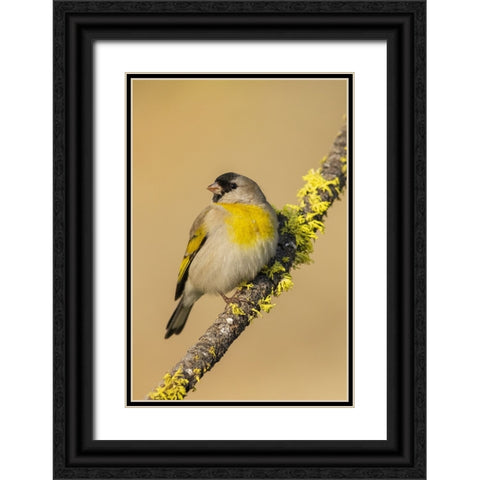 Lawrences goldfinch Black Ornate Wood Framed Art Print with Double Matting by Archer, Ken