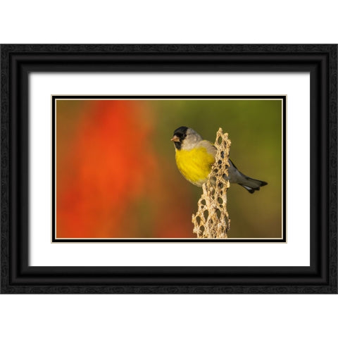 Lawrences goldfinch Black Ornate Wood Framed Art Print with Double Matting by Archer, Ken