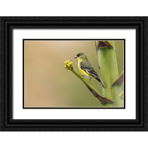 Lesser goldfinch Black Ornate Wood Framed Art Print with Double Matting by Archer, Ken