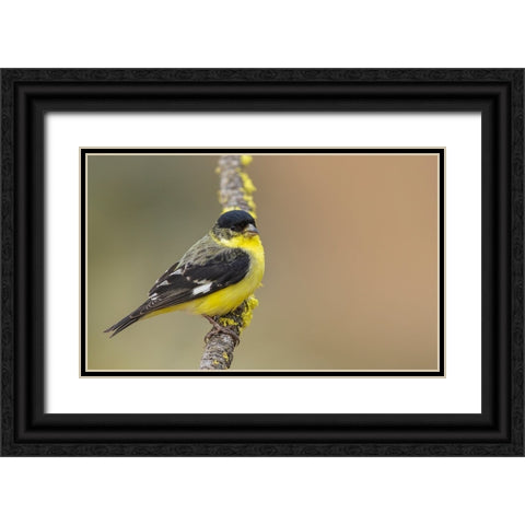 Lesser goldfinch Black Ornate Wood Framed Art Print with Double Matting by Archer, Ken