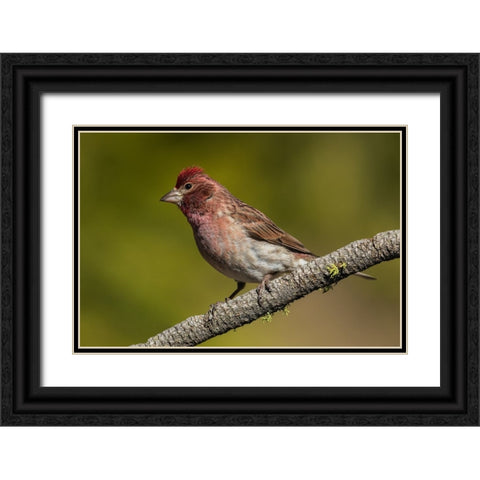 Purple finch Black Ornate Wood Framed Art Print with Double Matting by Archer, Ken